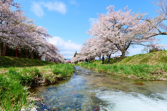 川土手の桜並木